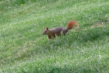 Güneşli bir günde parkta sincap. Vahşi hayvan. Bahar zamanı, parkta çimlerin üzerinde. Yeşil çimlerin üzerinde, arka planda ağaçlar olan yeşil çimlerin üzerinde. Vahşi doğadan vahşi yaşam sahnesi.