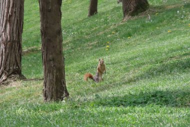 Güneşli bir günde parkta sincap. Vahşi hayvan. Bahar zamanı, parkta çimlerin üzerinde. Yeşil çimlerin üzerinde, arka planda ağaçlar olan yeşil çimlerin üzerinde. Vahşi doğadan vahşi yaşam sahnesi.