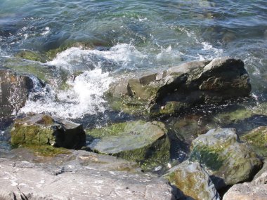  Denizdeki kayalıklarda yeşil yosunlar, fotoğrafa yakın çekim.