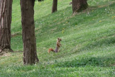 Güneşli bir günde parkta sincap. Vahşi hayvan. Bahar zamanı, parkta çimlerin üzerinde. Yeşil çimlerin üzerinde, arka planda ağaçlar olan yeşil çimlerin üzerinde. Vahşi doğadan vahşi yaşam sahnesi.