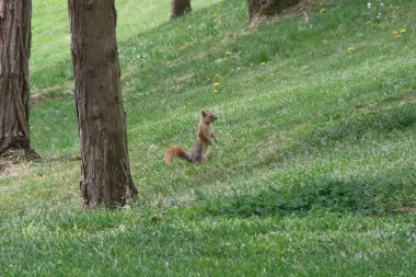 Güneşli bir günde parkta sincap. Vahşi hayvan. Bahar zamanı, parkta çimlerin üzerinde. Yeşil çimlerin üzerinde, arka planda ağaçlar olan yeşil çimlerin üzerinde. Vahşi doğadan vahşi yaşam sahnesi.