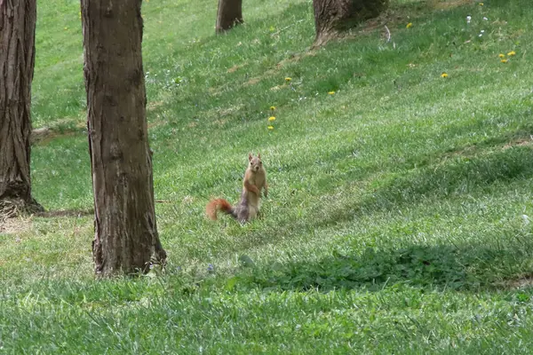 Güneşli bir günde parkta sincap. Vahşi hayvan. Bahar zamanı, parkta çimlerin üzerinde. Yeşil çimlerin üzerinde, arka planda ağaçlar olan yeşil çimlerin üzerinde. Vahşi doğadan vahşi yaşam sahnesi.