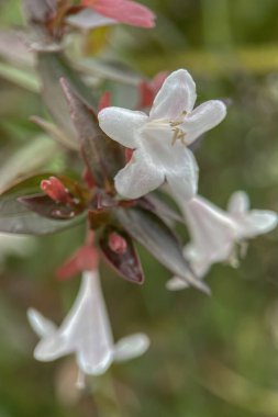 Baharın Büyüsü. Doğanın Uyanışı ve Vahşi Çiçeklerin Macro Manzarası. İlkbaharın Doğal Uyanışı 'nın büyüleyici detayları. Vahşi Çiçeklerin Macro Fotoğraflarıyla Doğanın Uyanışı.