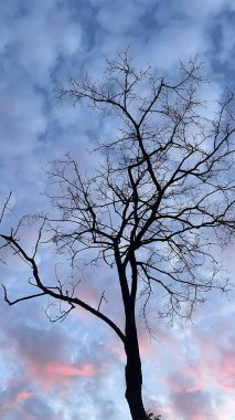 Mavi gökyüzüne ve gündoğumuna karşı çıplak dalları olan bir ağacın silueti.