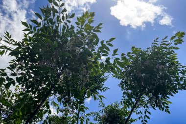 Melia azedarach, genellikle çinberiye ağacı olarak bilinir, maun familyasından Meliaceae, Indomalaya ve Australasia 'ya özgü bir yaprak döken ağaç türü..