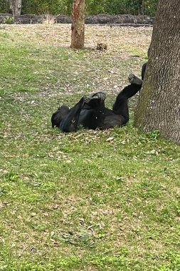 Hayvanat bahçesindeki ağaçların arasında goril.