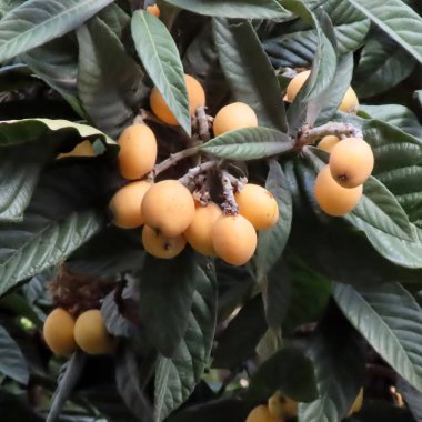 Yazın yeşil yapraklı lokaller ve olgun meyveler.