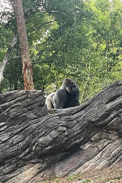 Stock image Gorilla among the trees in the zoo.