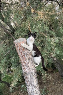 Siyah ve Beyaz Kedi Ağaca Tırmanma: Eylemdeki Oyuncu Kedi, Doğal Bir Açık Hava Ayarında Yakalandı - Hayvan Sevenler, Doğa Tutkuları ve Hayvan Temalı Tasarımlar İçin Mükemmel