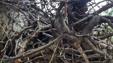 Bir ağaca yakın çekim. Olgun bir ağacın dalları. Dallar kalın ve buruşuk..