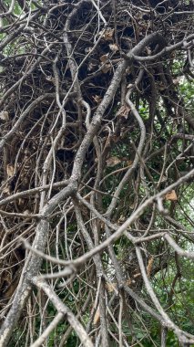 Bir ağaca yakın çekim. Olgun bir ağacın dalları. Dallar kalın ve buruşuk..