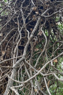 Bir ağaca yakın çekim. Olgun bir ağacın dalları. Dallar kalın ve buruşuk..