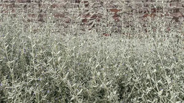 stock image Plants in front of a brick wall. Several green plants of various sizes are growing in front of a weathered brick wall. The plants appear to be a mix of species, including some with long, thin leaves and others with broader. Teucrium fruticans.