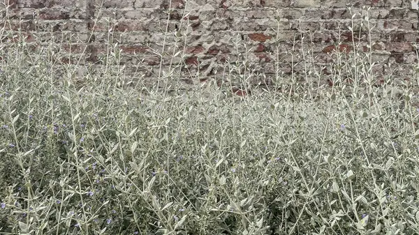 stock image Plants in front of a brick wall. Several green plants of various sizes are growing in front of a weathered brick wall. The plants appear to be a mix of species, including some with long, thin leaves and others with broader. Teucrium fruticans.