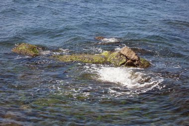 Kıyıya yakın yerlerde açık deniz, algler ve kayalar. Deniz kenarındaki temiz su, yosun ve kayalar net bir şekilde görülebilir. Temiz ve berrak sulardaki doğal detaylar.