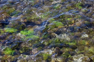 Kıyıya yakın yerlerde açık deniz, algler ve kayalar. Deniz kenarındaki temiz su, yosun ve kayalar net bir şekilde görülebilir. Temiz ve berrak sulardaki doğal detaylar.