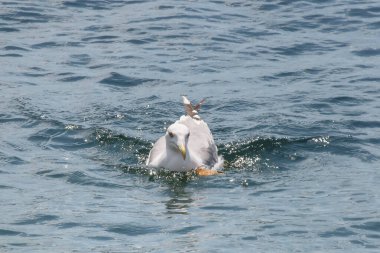 A Seagull Swimming in the Sea. A seagull, which draws attention with its feathers reflecting the sun's light and its lively gaze, accompanies the viewer in a peaceful seascape. clipart