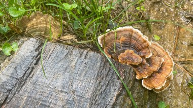 Orman Geri Dönüşümcüleri. Wood 'daki mantarlar. Ahşabın detaylı dokusu ve mantarların karmaşık desenleri. Yeşil bitki örtüsü ve nemli toprak bu çevrenin yağmurdan sonra nemli olduğunu gösteriyor..