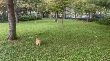 Atakoy, İstanbul, Türkiye. 30 Ağustos 2024. Ayama yaşam vadisi, Atakoy ilçesi. Çevresi çeşitli yeşil bitki ve ağaçlarla çevrili. İstanbul ili..