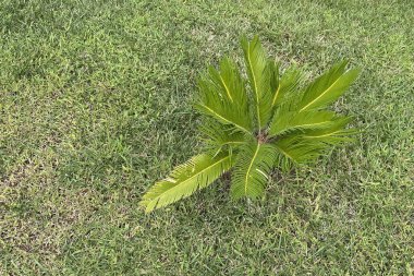 Genç Sago Palm ve Yeşil Çimen Tarlası. Parlak yeşil yaprakları yoğun ve düzgün kesilmiş çimlere simetrik olarak yayılan genç bir sago palmiyesinin yakın çekimi..