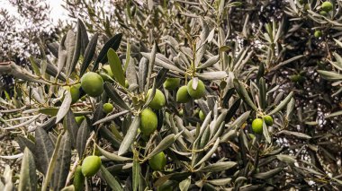 Ağaçta Ripen 'ı bekleyen yeşil zeytinler. Zeytin ve zeytin ağaçları Akdeniz ikliminin vazgeçilmez meyvelerinden biridir..