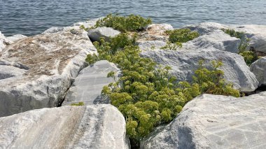 Yeşil bitkilerin arka planda sakin bir su kütlesiyle beyaz kayaların arasında büyüdüğü güzel bir sahne. Canlı yeşillik ve pürüzsüz, beyaz kayalar arasındaki zıtlık, dingin mavi su ve sakin ortam..