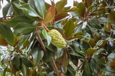 Açılmamış Magnolia Çiçeği ve Yeşil Yapraklar. Açık olmayan bir manolya çiçeğinin parlak, koyu yeşil yaprakların arasına yerleştirilmiş yakın plan bir fotoğrafı. Botanik veya doğa temalı grafik tasarımlar için mükemmel..