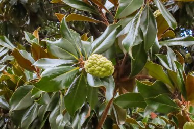 Açılmamış Magnolia Çiçeği ve Yeşil Yapraklar. Açık olmayan bir manolya çiçeğinin parlak, koyu yeşil yaprakların arasına yerleştirilmiş yakın plan bir fotoğrafı. Botanik veya doğa temalı grafik tasarımlar için mükemmel..