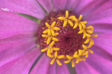 Sonbahar çiçekleri. Renkler. Macro Perspektif. Doğanın sanatına daha yakından bakın! Bu makro fotoğraf bir çiçeğin tüm detaylarını kaydeder. Yazın sonunu ve sonbaharın başlangıcını simgeliyor..