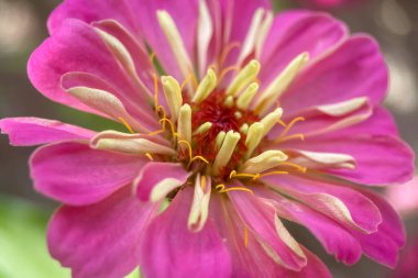 Sonbahar çiçekleri. Renkler. Macro Perspektif. Doğanın sanatına daha yakından bakın! Bu makro fotoğraf bir çiçeğin tüm detaylarını kaydeder. Yazın sonunu ve sonbaharın başlangıcını simgeliyor..