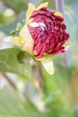 Sonbahar çiçekleri. Renkler. Macro Perspektif. Doğanın sanatına daha yakından bakın! Bu makro fotoğraf bir çiçeğin tüm detaylarını kaydeder. Yazın sonunu ve sonbaharın başlangıcını simgeliyor..