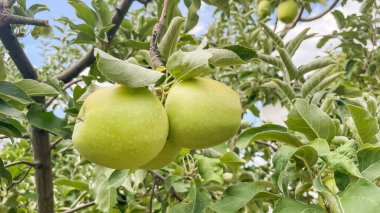 Bahçedeki bir elma ağacının dallarında olgun elmalar. Meyve bahçesindeki bir ağaçta olgunlaşmış elmalar, hasat etmeye hazır. Yazın meyve bahçesinde bir ağaçta büyüyen elmalar..