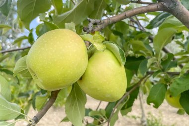 Bahçedeki bir elma ağacının dallarında olgun elmalar. Meyve bahçesindeki bir ağaçta olgunlaşmış elmalar, hasat etmeye hazır. Yazın meyve bahçesinde bir ağaçta büyüyen elmalar..
