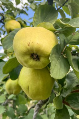 Ağaç dalında olgunlaşmış ayvalar. Bu canlı fotoğraf, ağaçlarındaki yaprakların arasına yerleştirilmiş taze ayvaları net bir şekilde yakalar. Yumuşak mavi gökyüzünün arkaplanı güneşli bir günün hasat için mükemmel olduğunu gösteriyor.. 