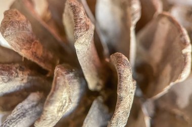  Doğanın Detayları. Çam kozalağı. Bu makro fotoğraf bir çam kozalağının karmaşık ve büyüleyici detaylarını ortaya koyuyor. Koni yüzeyindeki ince dokular ve simetrik desenler doğa mühendisliği harikalarından birini gösteriyor.. 