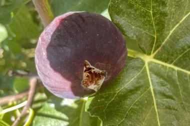 Doğal Işıkta Olgunlaşan İncir. Bu yakın plan fotoğrafta dalda olgun bir incir sergileniyor. Oztiol adı verilen açılışı iç etinizi ortaya çıkarıyor. Olgun incirin arkasında olgunlaşmamış yeşil bir incir ve birkaç büyük yaprak var. 