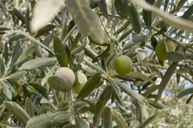 Taze zeytinler şubede. Nature Bounty. Taze zeytinlerin özünü, gümüş yeşili yaprakların arasına yerleştirilmiş iki yeşil zeytinle yakalayan detaylı bir yakın çekim.. 