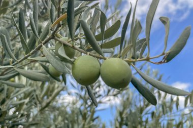 Taze zeytinler şubede. Nature Bounty. Taze zeytinlerin özünü, gümüş yeşili yaprakların arasına yerleştirilmiş iki yeşil zeytinle yakalayan detaylı bir yakın çekim.. 