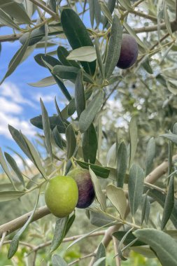 Taze zeytinler şubede. Nature Bounty. Taze zeytinlerin özünü, gümüş yeşili yaprakların arasına yerleştirilmiş iki yeşil zeytinle yakalayan detaylı bir yakın çekim.. 