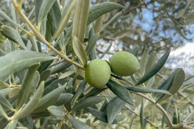 Taze zeytinler şubede. Nature Bounty. Taze zeytinlerin özünü, gümüş yeşili yaprakların arasına yerleştirilmiş iki yeşil zeytinle yakalayan detaylı bir yakın çekim.. 