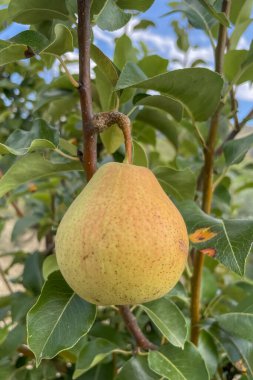 Ağaç dalında olgun bir armut. Yapraklı bir daldan sarkan sarı ve kırmızı renklerin karışımı ile olgun bir armudun yakın görüntüsü. Bu görüntü organik meyve yetiştirmenin özünü ve sunulan doğanın güzelliğini yansıtır..