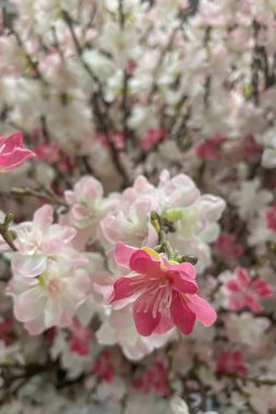 Çiçek açan kiraz çiçekleri. Pembe ve beyaz yaprakların karışımından oluşan kiraz çiçeklerinin yakın çekimi. Ön planda, benzer çiçeklerin bulanık arka planına karşı duran ve güzel bir derinlik etkisi yaratan bir çiçek kümesi üzerinde yoğunlaşıyoruz..