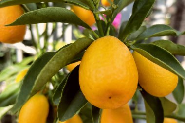 Kumquat Hasadı. Olgunlaşmış kumkat ağacı, altın meyveler. Bir ağaç dalında olgunlaşan kumkatların yakın çekimi. Meyveli kumkat ağacının canlı renkleri. Tatlı ve keskin bir ikram: kumkatlar toplanmaya hazır..