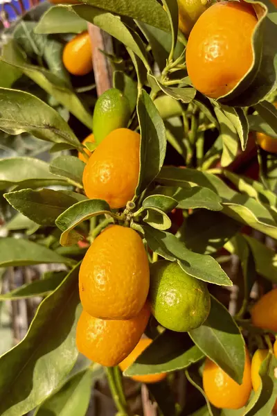 Kumquat Hasadı. Olgunlaşmış kumkat ağacı, altın meyveler. Bir ağaç dalında olgunlaşan kumkatların yakın çekimi. Meyveli kumkat ağacının canlı renkleri. Tatlı ve keskin bir ikram: kumkatlar toplanmaya hazır..