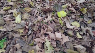 .Düşen yapraklardan oluşan bir halı orman zemininde güzel bir mor sis yaratır. Sonbaharın canlı renkleri düşen yaprakların bu görüntüsünde yer alır. Her yaprağın karmaşık ayrıntıları bu yakın planda görünür.. 