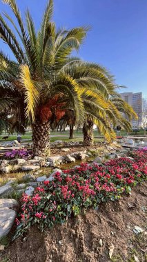 Atakoy, İstanbul, Türkiye. 9 Aralık 2024 Kazakistan Parkı. Yeşil Doğa ve Eğlence Alanı. Parkın yürüyüş yolları, küçük bir yapay gölet, yemyeşil doğa ve dinlenme alanları var..