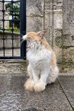 Taş Duvarın Önündeki Esneyen Kedi. Bu resim, taş bir duvarın önündeki ıslak bir taş kaldırımda oturan tüylü, beyaz ve turuncu bir kediyi ve siyah metal bir kapıyı gösteriyor. Kedinin ağzı sonuna kadar açık, dişlerini ve dilini gösteriyor, sanki esniyormuş gibi.. 