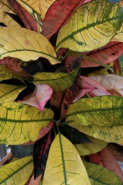 Colorful Croton Leaves with Intricate Patterns.A close-up shot of colorful croton leaves, showcasing a mix of yellow, green, and red hues. The intricate vein patterns and vibrant colors make this plant visually striking . clipart