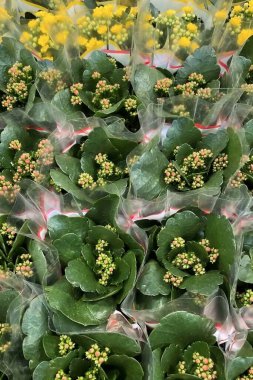 Kalanchoe Çiçekleri Plastik Paketlerde. Kalanchoe bitkilerinin birçok çiçek ve yeşil tomurcuklara sahip yakın görüntüsü, plastiğe sarılmış, satışa hazır.. 