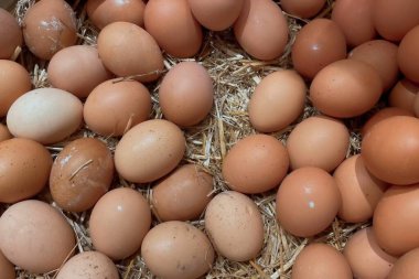 Hasır yatakta taze kahverengi tavuk yumurtası. Samandan bir yatakta dinlenen taze kahverengi tavuk yumurtalarının yakın plan görüntüsü. Yumurtalar temiz ve pürüzsüz, doğal dokularını ve renklerini sergiliyorlar.. 
